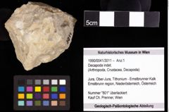 Foto (Objekt + Etiketten) von Decapoda indet. 